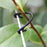 100pcs/lot Self-Locking Plant Vines Fastener Tied Buckle Hook Vegetable Grafting Clips Agricultural Greenhouse Garden Supplies