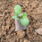 100pcs Seedling Plants Nursery Bags Organic Biodegradable Grow Bags 8*10cm Nursery Pots Environmental Protection Garden Supplies